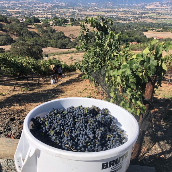 vineyard w grape