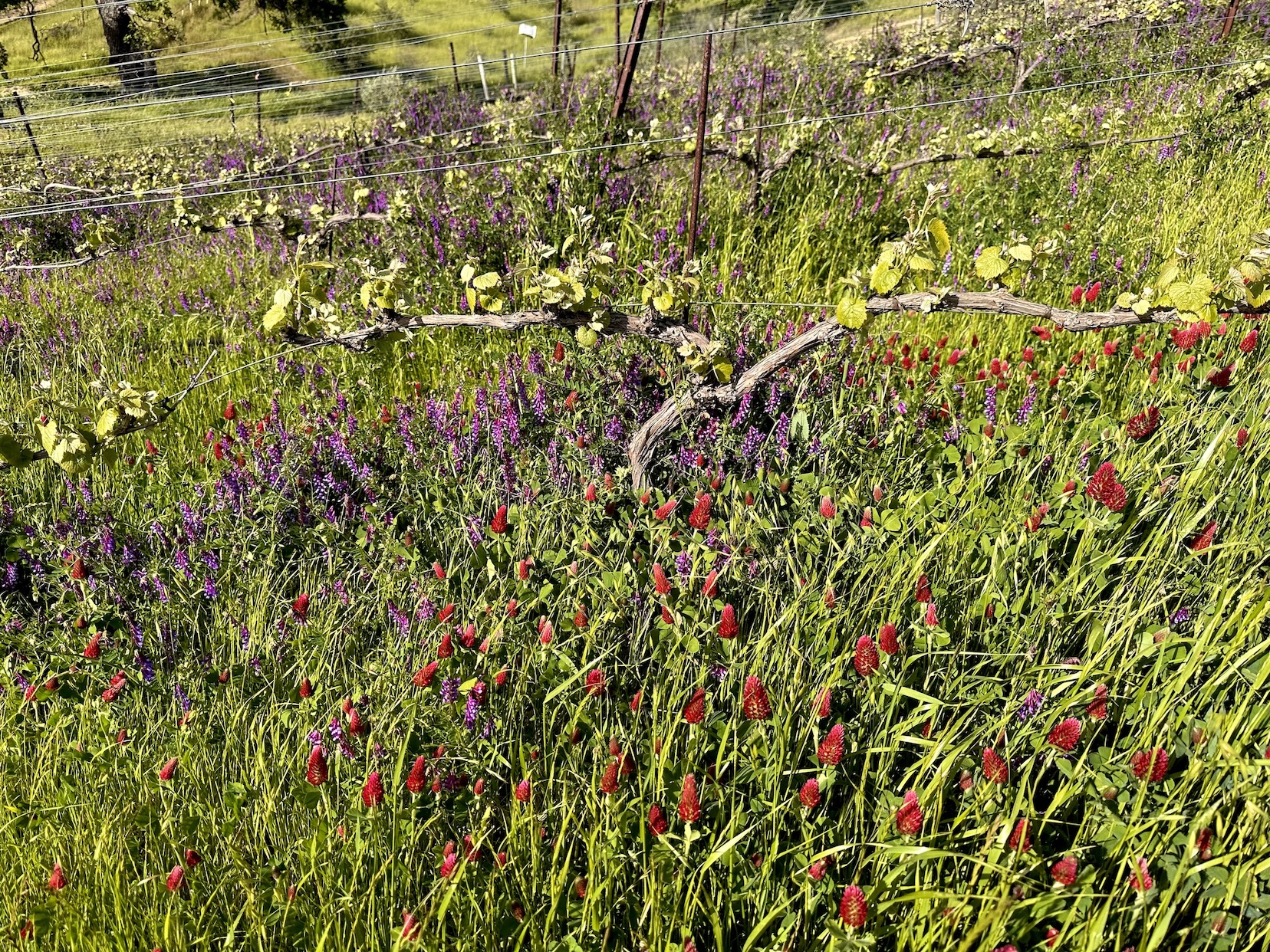 cover crop edited